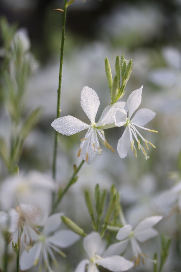 ガウラの写真をいろいろ撮ってみました And ラグドール猫日記 ベルと高原の家