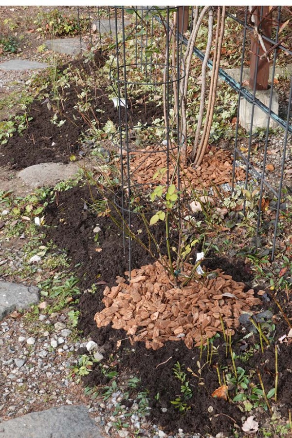 山の庭の冬支度 And ラグドール猫日記 ベルと高原の家