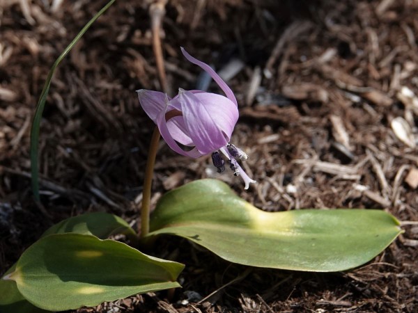 西洋カタクリ 球根 パゴダ 3球 エリスロニウム 片栗 カタクリの花 カタクリの球根 秋植え球根