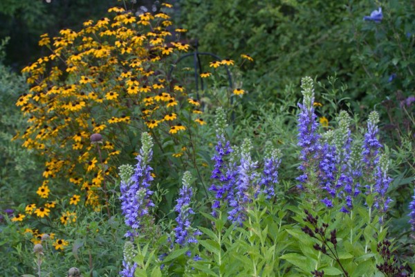 庭の様子 And ボタンヅル満開です ベルと高原の家