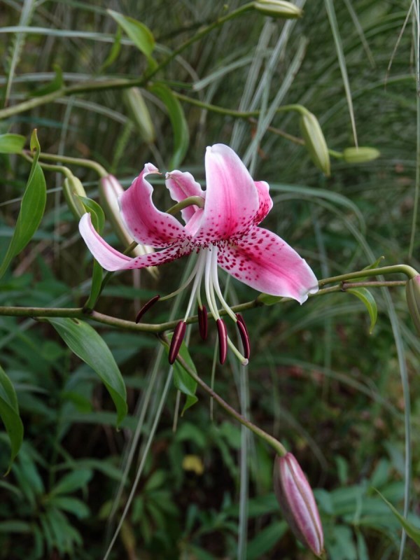 赤いカノコユリが咲き始めました ベルと高原の家