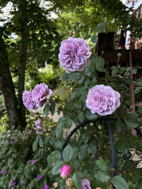 今年咲いたバラ part.6 レイニーブルーとシャンテロゼミサト : ベルと