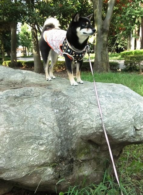 黒柴 ゴンきつね 黒柴 夏輝日和 なつきびより