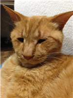 ワイの猫 不細工すぎワロタwwwwwwwwwww かもめ速報