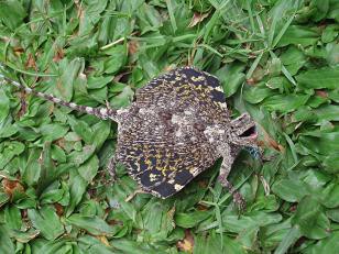 庭に 「トビトカゲ」！ : 「バリ島ダイビング生活」バリだより