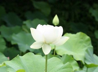 和歌 白蓮の花 小島かはたれ 大正9年 秋田の古い新聞記事 和歌 白蓮の花 小島かはたれ 大正9年 秋田の古い新聞記事