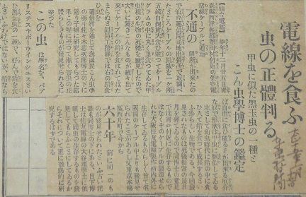 電線を食う虫の正体判る 大正１５年 秋田の古い新聞記事