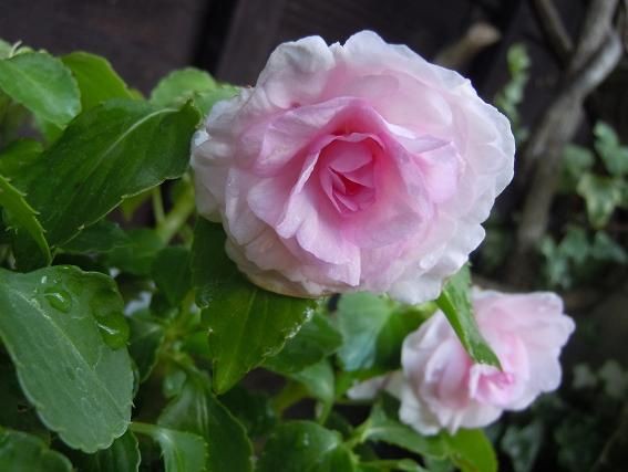 バラのような花 山風にのって