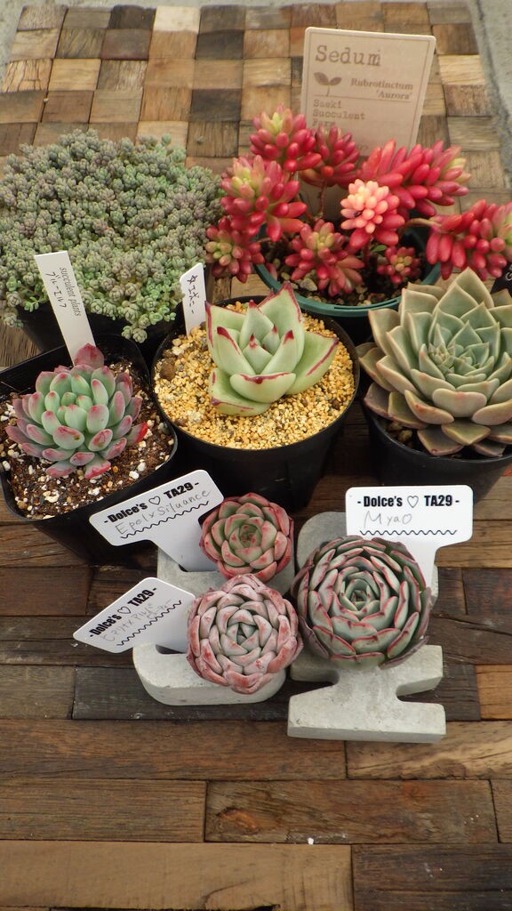 マルシェで多肉狩り 多肉のあるレストラン