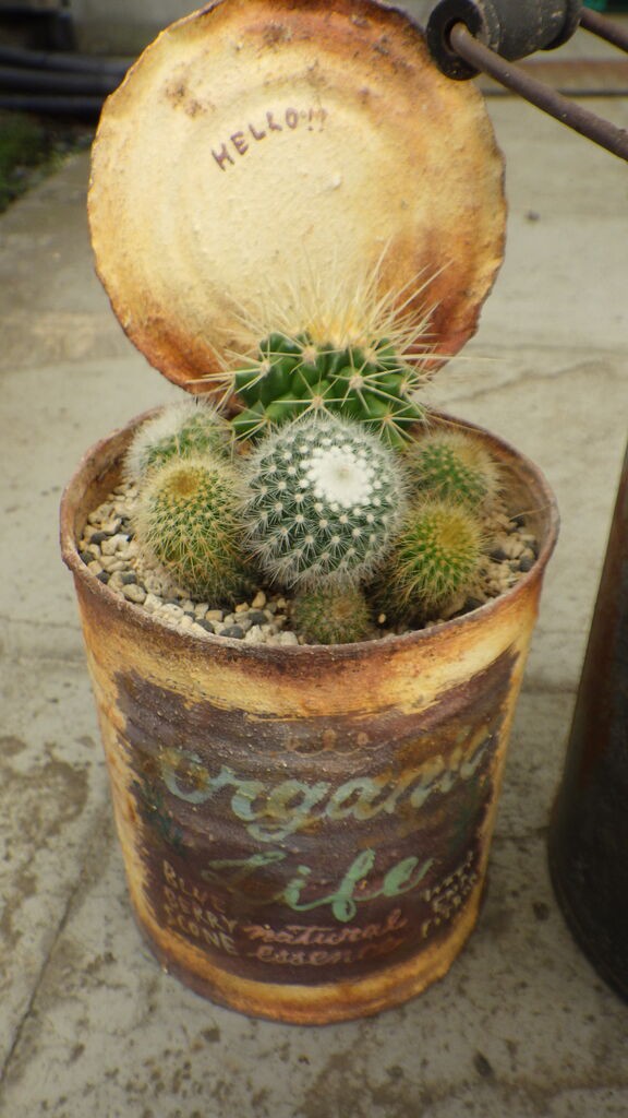 サボテンとリトープス寄せ植え 多肉のあるレストラン