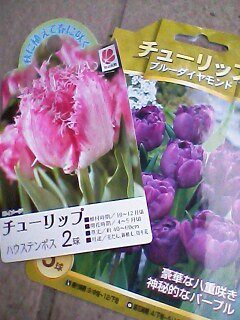 年秋 チューリップ球根 Blog 自然と四季を楽しむ