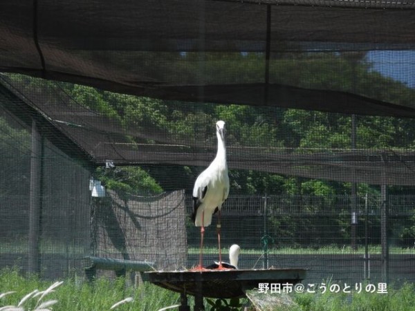 ある日の「こうのとりの里」～飼育員の思い～ : 野田市＠こうのとりの