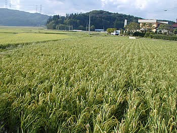 台風９号川内村を直撃 カエルの学校