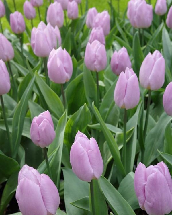 ね*^様 【未使用】クリーブ　アムステルダムの岸辺 ね*^様 【未使用】クリーブ アムステルダムの岸辺