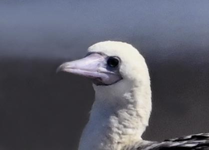 アカアシカツオドリです アカアシカツオドリ（rubripes） - eBird