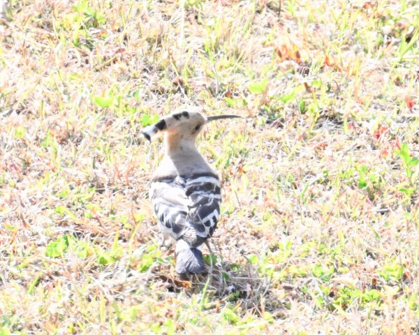 ヤツガシラ : 野口洪志の野鳥日記