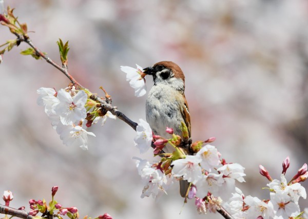 スズメ : 野口洪志の野鳥日記