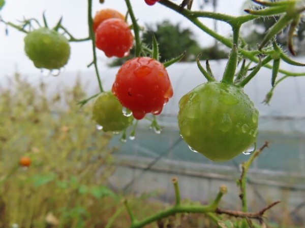 雨の日 体験 モズ いいものみぃつけた 2