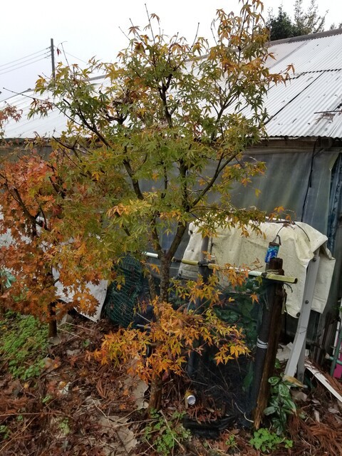 秋の紅葉を楽しむための箱庭 秘密基地 : のじさんの徒然草