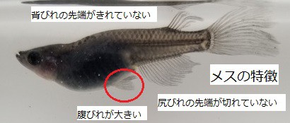 サタンメダカのオスとメスの見分け方 : のじさんの徒然草