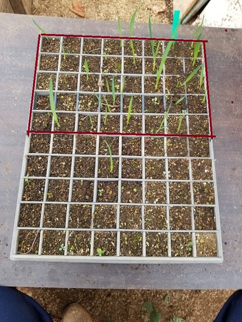 ジャンボニンニクのムカゴの発芽実験とサツマイモの越冬苗作り : のじ