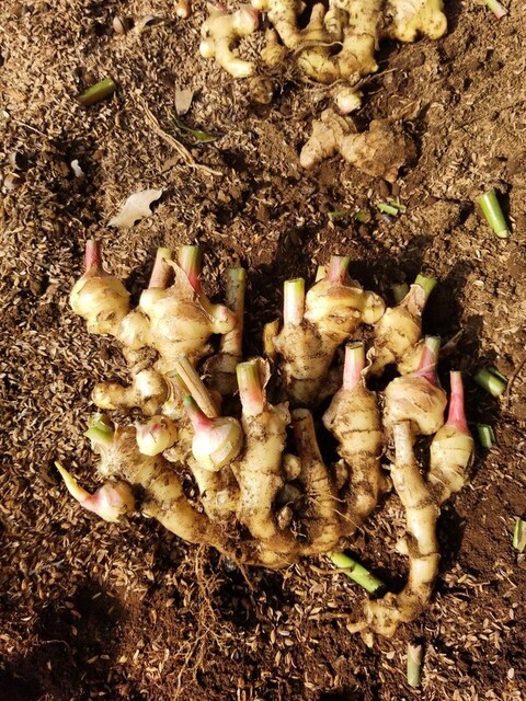 芋類の芽出し つくね芋 生姜 紫ダイジョ ナス科の育苗 : のじ 芋類の芽出し つくね芋 生姜 紫ダイジョ ナス科の育苗 : のじ