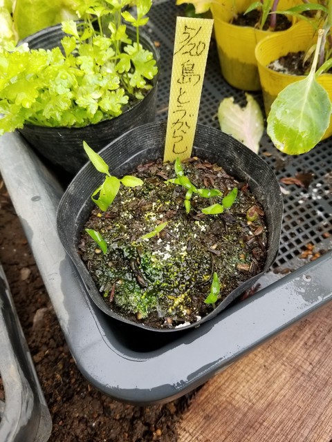 島唐辛子が発芽した。 : のじさんの徒然草