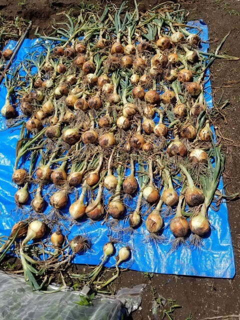 泉州黄玉葱 ネオアースの玉ねぎを収穫した。 : のじさんの徒然草