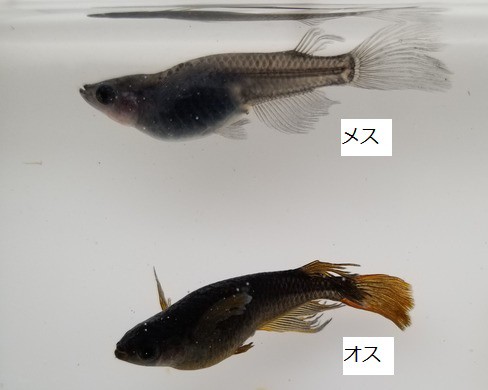 種親放出　レッドモザイク　オス３、メス２ サタンメダカのオスとメスの見分け方 : のじさんの徒然草