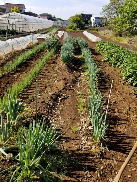 ぼうずしらずねぎ苗150本（畑での生育が良い様に、根