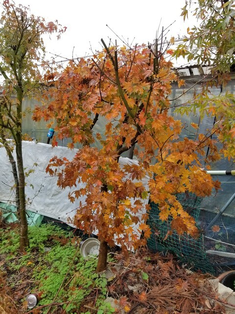 秋の紅葉を楽しむための箱庭 秘密基地 : のじさんの徒然草