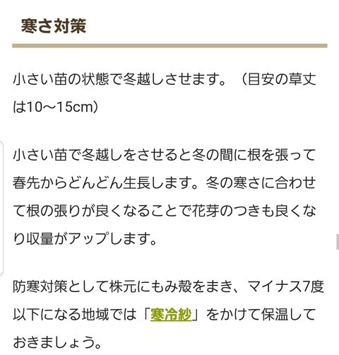 4人の畑のエンドウ豆の防寒対策 : のじさんの徒然草