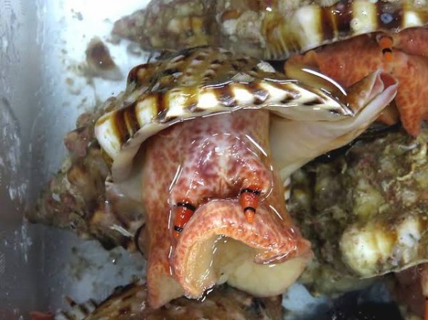 デレステ 法螺貝は地味に高い 本田未央ちゃん応援まとめ速報