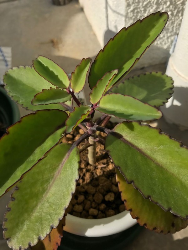 我が家にマザーリーフがやってきた 3 種まきさんの種まきブログ 沖縄から