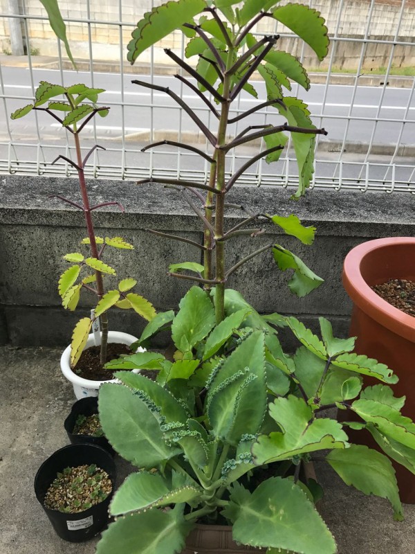 超人気 マザーリーフ 苗 沖縄から 植物 観葉植物