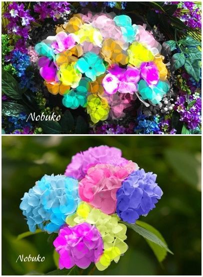 虹色のカラフルな紫陽花の花 Nokoの日記 虹色のカラフルな紫陽花の花 Nokoの日記
