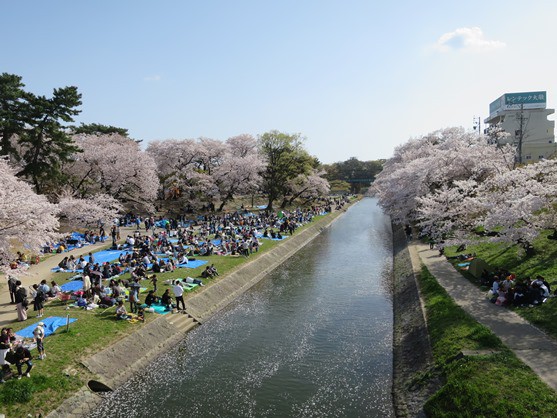 岡崎公園お花見 愛知 三河 子供の遊び場 お出かけスポット１００