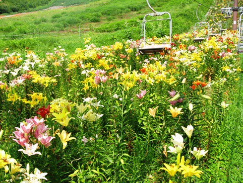 白馬alps 花三昧 岩岳ゆり園 呑ん子の放浪記