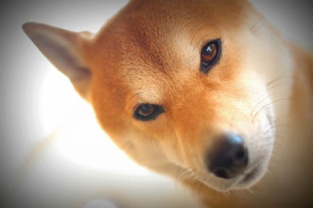 パズドラ アヌビス究極は4足歩行の柴犬でおなしゃす パズドラ たまドラ Tweets パズドラ アヌビス究極は4足歩行の柴犬でおなしゃす パズドラ たまドラ Tweets