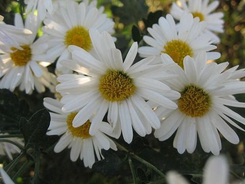 切り花菊 ガーベラ咲き菊 白 写真集 季節の花 １２枚の新写真で ブログ巡りの休憩所