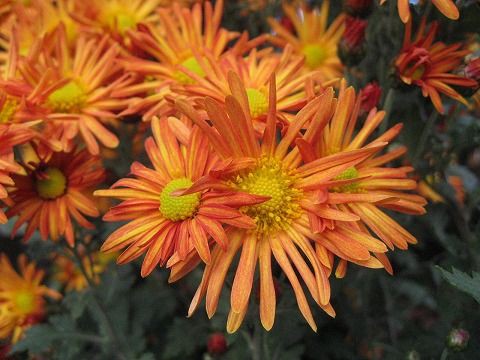 切り花菊 オレンジ 写真集 季節の花 １２枚の新写真で ブログ巡りの休憩所