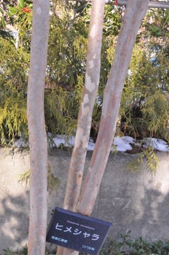 樹皮 ２ サルスベリ ナツツバキ ヒメシャラ 花蝶鳥風ー散歩道の花々