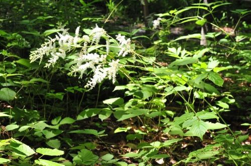 トリアシショウマ ３小葉が鳥の足に似る 花蝶鳥風ー散歩道の花々