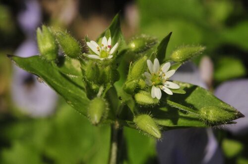 ハコベ １０枚に見える花びらは５枚 花蝶鳥風ー散歩道の花々