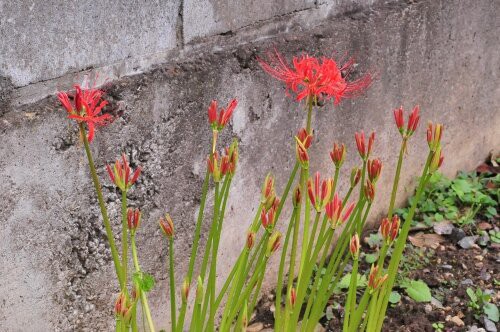 ヒガンバナ 葉がない花 花蝶鳥風ー散歩道の花々