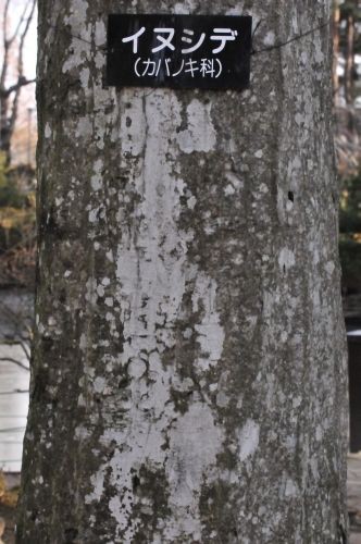 樹皮 １ イヌシデ ユリノキ ケヤキ 花蝶鳥風ー散歩道の花々