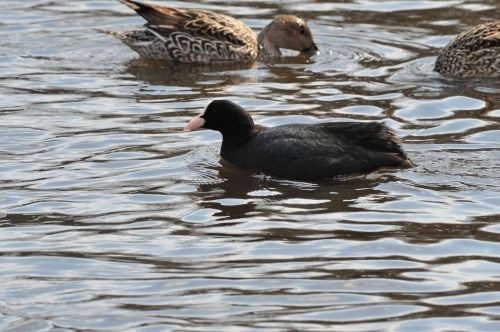 オオバン 黒い水鳥で長い足には特異な水かき 花蝶鳥風ー散歩道の花々