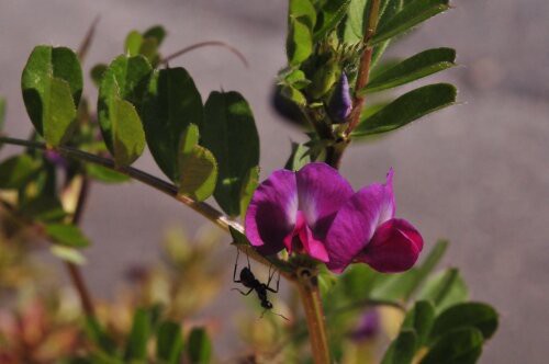 カラスノエンドウ 豆果が真っ黒になるので 花蝶鳥風ー散歩道の花々