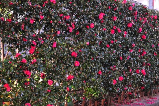 タチカンツバキ 横に伸びず上にまっすぐ 花蝶鳥風ー散歩道の花々