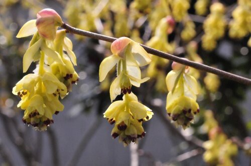 トサミズキ 産地の土佐の名がついた 花蝶鳥風ー散歩道の花々